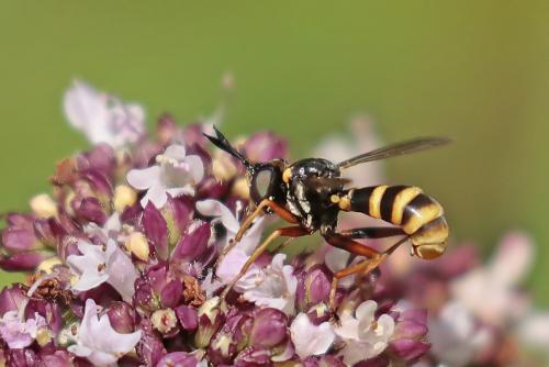 Conops quadrifasciatus